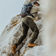 Klättermusen - Misty 2.0 Pants Men's